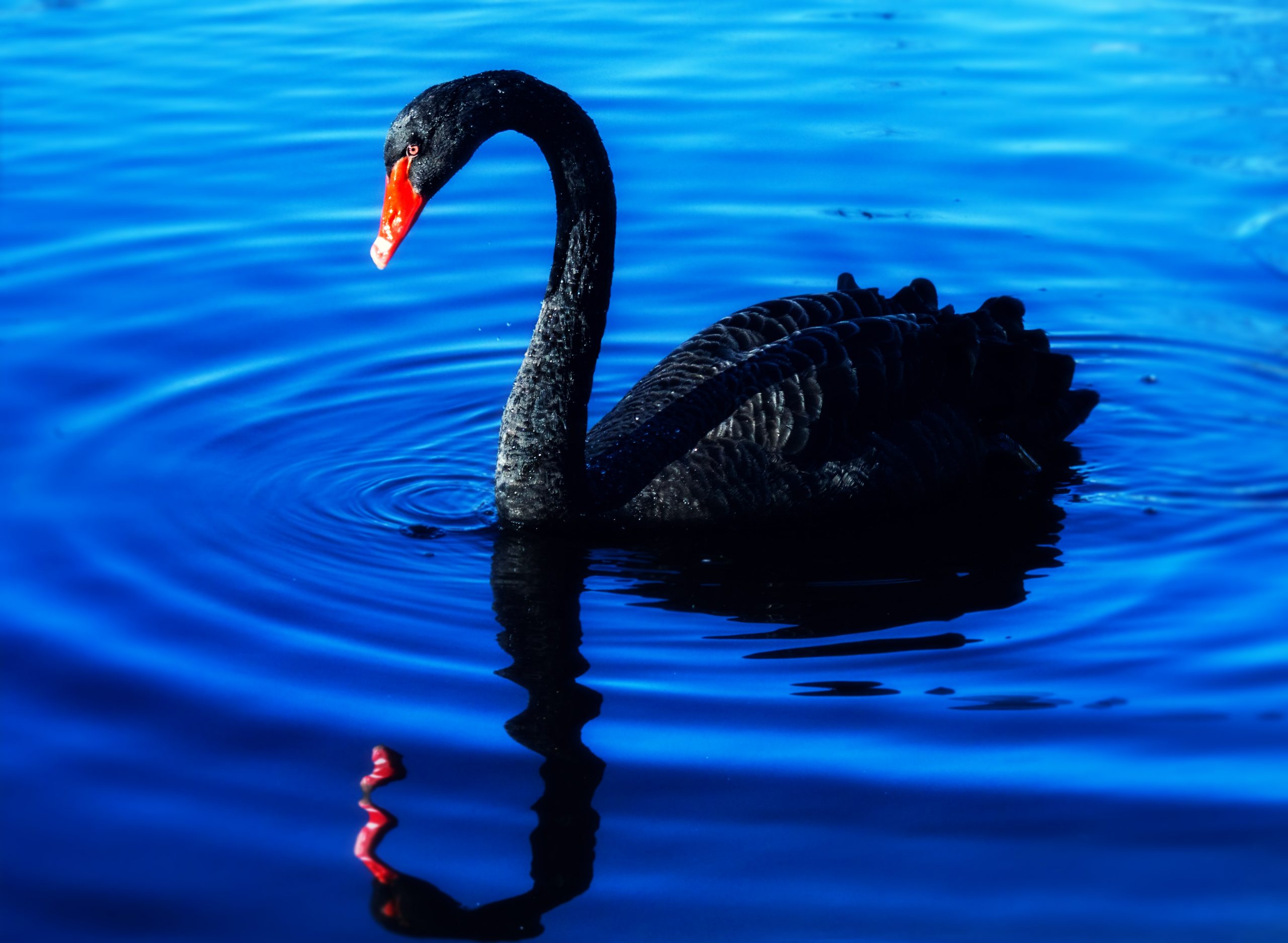 The Black Swan Explained – How Rare, Unpredictable Events Shape Our World and Why Experts Fail to See Them Coming